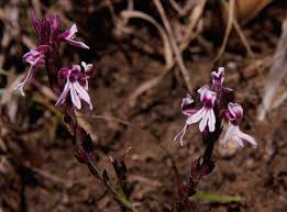 Image result for Striga bilabiata