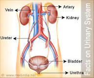 Image result for what are the 5 functions of the urinary system