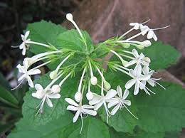 Image result for Clerodendrum tricholobum