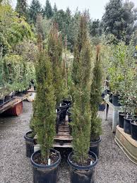 Image result for Cupressus sempervirens
