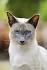 Siamese cat - Wikipedia