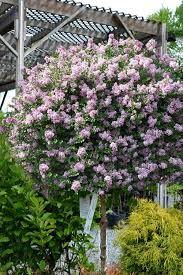 Image result for Syringa meyeri ´Palibin