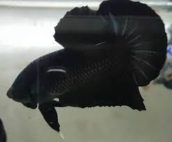 Live betta fish big one male super. Giantbettadk
