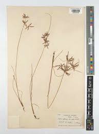 Image result for Pycreus flavidus