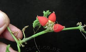 Image result for Corallocarpus bainesii