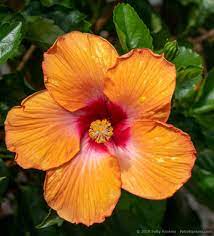 Orange Hibiscus At New York Botanical Garden By Patty Hankins Fine Art Floral Photographer Beautifulflowerpicture Botanical Gardens Botanical Beautiful Flowers