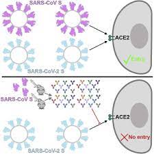 Within a few months, sars spread worldwide, carried by unsuspecting travelers. Structure Function And Antigenicity Of The Sars Cov 2 Spike Glycoprotein Sciencedirect
