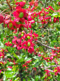 Image result for Ochna cyanophylla