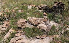 Image result for Anisotes rogersii