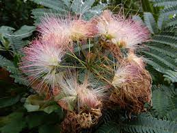 Warm temperatures promote an abundance of blooms. Five Invasive Plants That Might Be Lurking In Your Garden Florida Museum Science