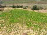 Image result for Aponogeton desertorum