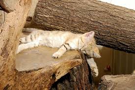 sleepy sand cat cat sleeping sand cat cats