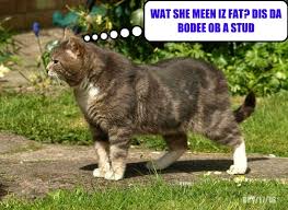 Fat cat really makes you funny mood. Lolcats Fat Lol At Funny Cat Memes Funny Cat Pictures With Words On Them Lol Cat Memes Funny Cats Funny Cat Pictures With Words On