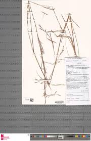 Image result for Andropogon festuciformis