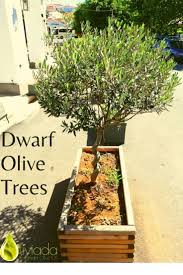 Dwarf Olive Trees In Pots How To Care In 2020 Dwarf Olive Tree Potted Trees Potted Olive Tree