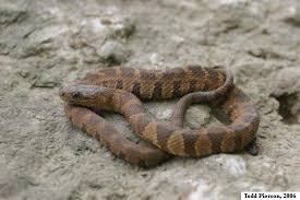 Smaller snakes eat earthworms, but adults feed on a variety of vertebrate prey, including frogs, toads, salamanders, birds, fish, reptiles, and small mammals. Common Watersnake Nerodia Sipedon Indiana Herp Atlas