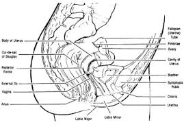 Anatomy index of diglib misc anatomy. 1 03 Internal Female Organs Obstetric And Newborn Care I