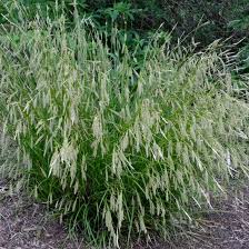 Image result for Carex tricholepis