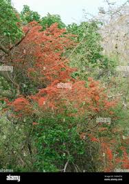 Image result for Combretum microphyllum