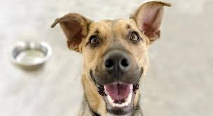 Die gesunde ernährung ist die sicherheit eines gesunden menschen. Leber Hundekekse