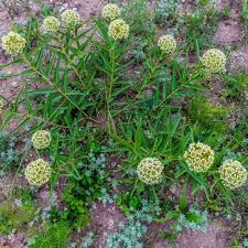 Antelope Horn Milkweed Seeds Asclepias Asperula For Butterfly Gardens Asclepias Milkweed Seeds Milkweed