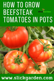 Materials pots allow better airflow to the. How To Grow Beefsteak Tomatoes In Pots Tomato Container Gardening Beefsteak Tomato Growing Tomato Plants