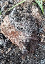 Its presence at low levels is typically harmless. Mulch And Fungus Learn About Types Of Fungus In Mulch