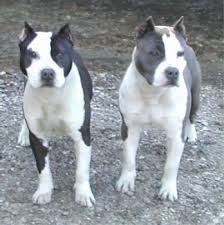 Characteristics, history, care tips and helpful coat and color: American Staffordshire Terrier Dog Breed Information And Pictures