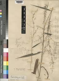 Image result for Poecilostachys