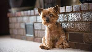 Does Where You Live Impact Your Pet S Longevity