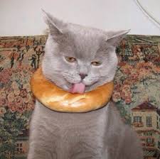 Bagel Cat Twerp Funny Animal Memes Cute Animals Funny Animal Videos