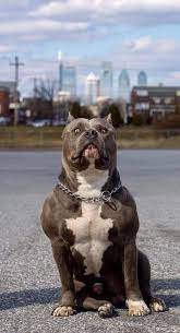the favorite race of 67 of americans bully breeds dogs pitbull dog breed bully dog