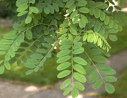 Image result for Robinia
