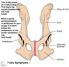 The bone that articulates with the hip bones to form the hip joint is the femur. When Your Dog Faces Hip Dysplasia
