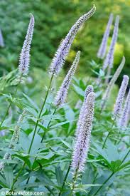 Check spelling or type a new query. Veronicastrum Sibiricum Havlis Cz