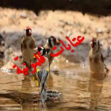 نبذة عن حياة فدوى طوقان. Ù…Ø¹Ù„Ù‚Ø© Ø£Ø¬Ù…Ù„ Ø£Ø¨ÙŠØ¢Øª Ø§Ù„Ø´Ø¹Ø± Ø§Ù„Ø¹Ø±Ø¨ÙŠ ÙˆØ§Ù„Ø¬Ø¢Ù‡Ù„ÙŠ ÙˆØ´Ø¹Ø± Ø§Ù„Ø¹ØªØ¢Ø¨Ø¢ Facebook