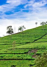 Lipton yellow label tea as a type of black tea also has a high profile of alkylamine, which has a direct connection with boosting your immune system. Lipton Wikipedia