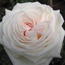 Pin On Flower Varieties