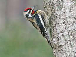 The rocky mountains and great basin areas of north america s. Yellow Bellied Sapsucker Sphyrapicus Varius Boreal Songbird Initiative
