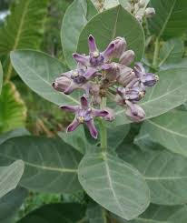 Image result for Calotropis gigantea