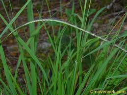 Image result for Enteropogon