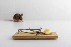 You need to avoid ever sending however, you should also make sure everything in your cupboard and pantries are well sealed, as mice have been known to chew through cereal. Diy Pest Control Vs Professional Extermination Russell S Pest Control
