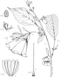 Image result for Acanthopale pubescens