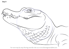 The fifth edition of environmental and natural resource economics: Learn How To Draw A Chinese Alligator Other Animals Step By Step Drawing Tutorials