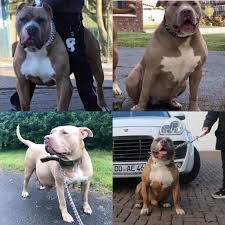 Unlike a pitbull, the xl bully lacks the aggressive drive. Xl Bully Puppy For Sale Abkc Registered Stunning Quality Pup