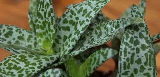 Image result for Ledebouria