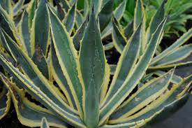 Image result for Asparagaceae