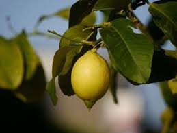 Sobald der fisch gefangen und getötet wurde, beginnt auch schon seine zersetzung. Zitrus Und Mediterrane Pflanzen Bestimmen Methoden Und Beispiele