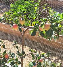 Velvet Linen July 2014 Farm Gardens Patina Farm Edible Garden