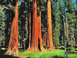 Maybe you would like to learn more about one of these? Apa Jenis Mahogany Boleh Didapati Di Planet Bumi